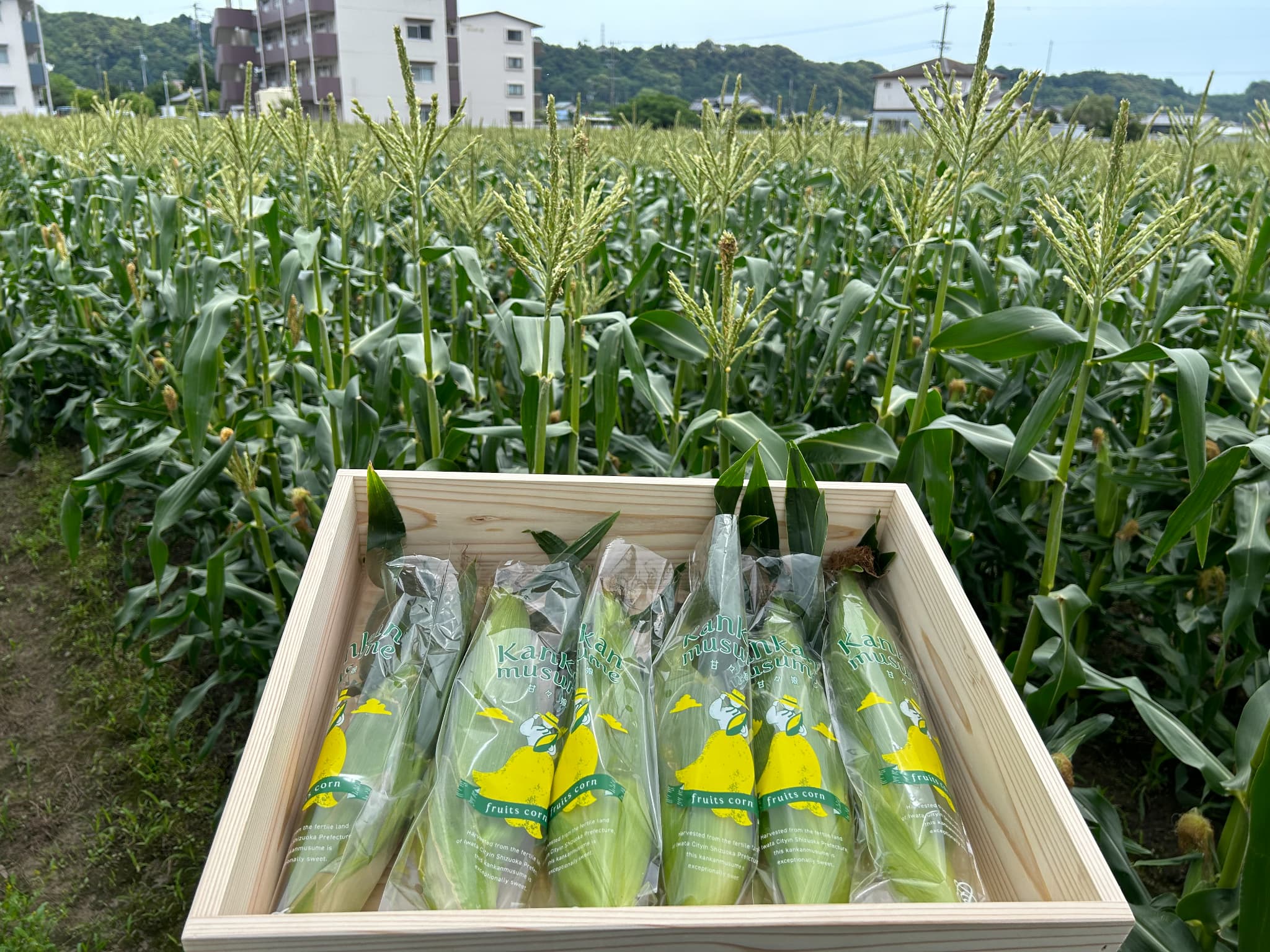 野菜